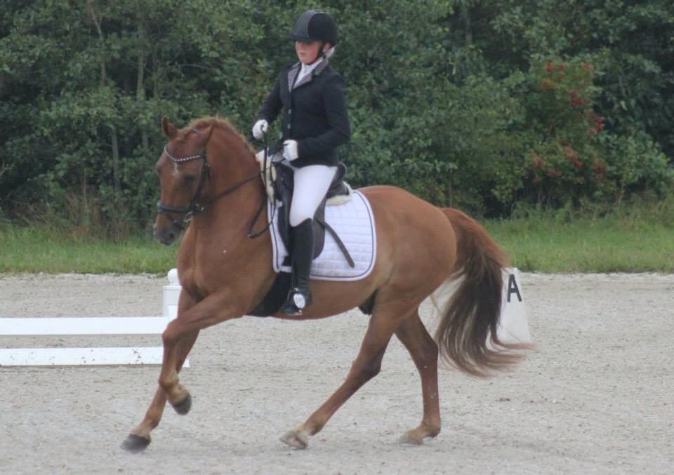 Welsh Cob (sec D) Reballe Centaurium billede 10