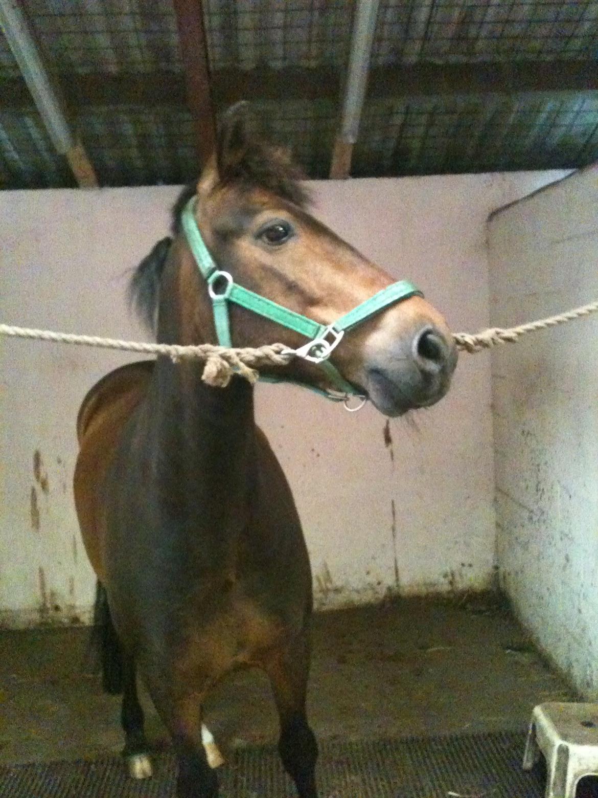 New Forest Holsdams Martiin - <3 billede 4