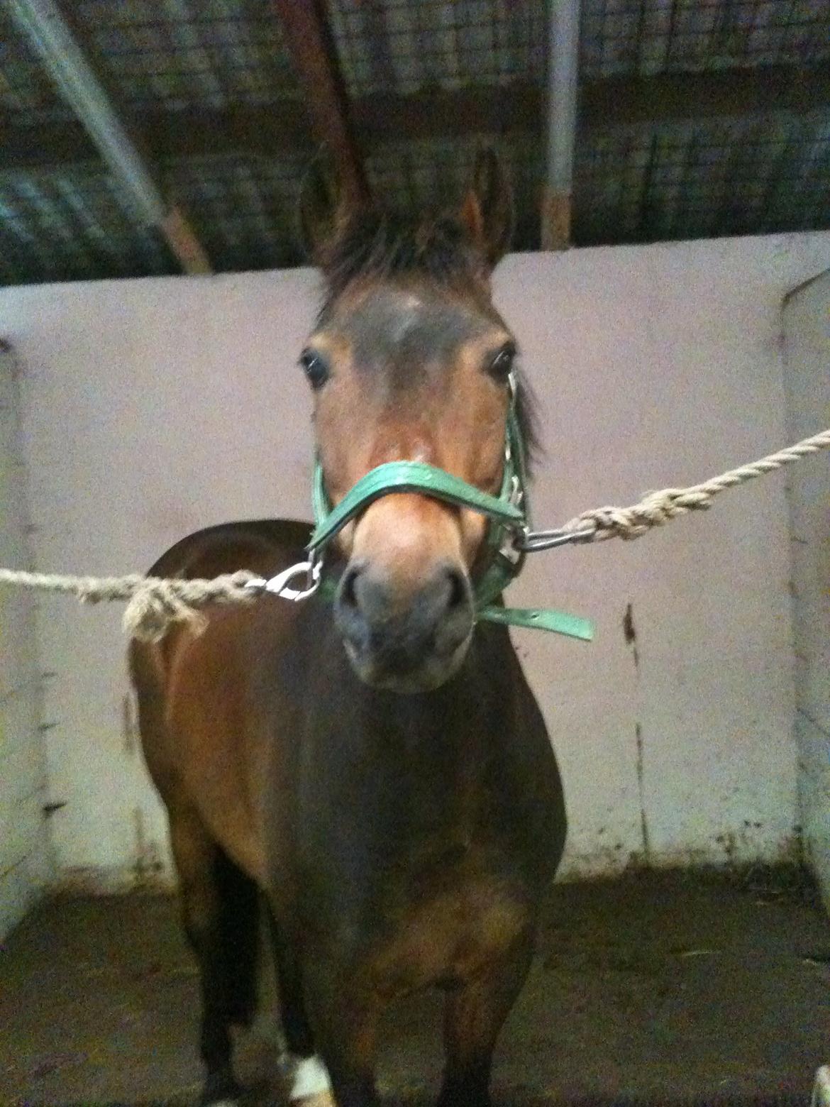 New Forest Holsdams Martiin - Hej med jer  billede 3