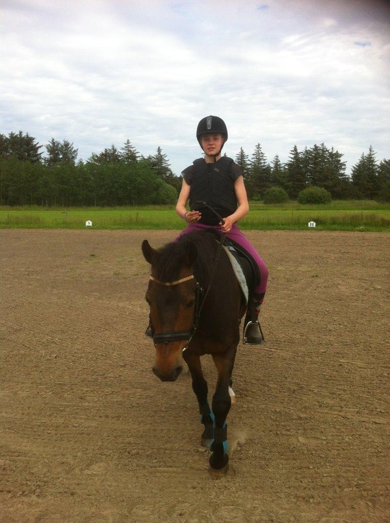 New Forest Holsdams Martiin - Dejlig dag efter god ridetur  billede 5