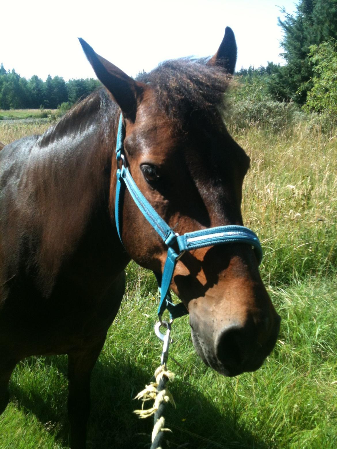 New Forest Holsdams Martiin - På skovtur billede 7