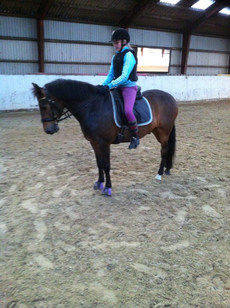 New Forest Holsdams Martiin - nogen af hans gode stunder under ridningen  billede 6