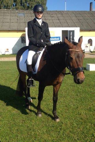 New Forest Holsdams Martiin - til stævne. billede 8