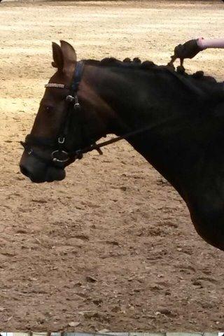 New Forest Holsdams Martiin - martiin  billede 9