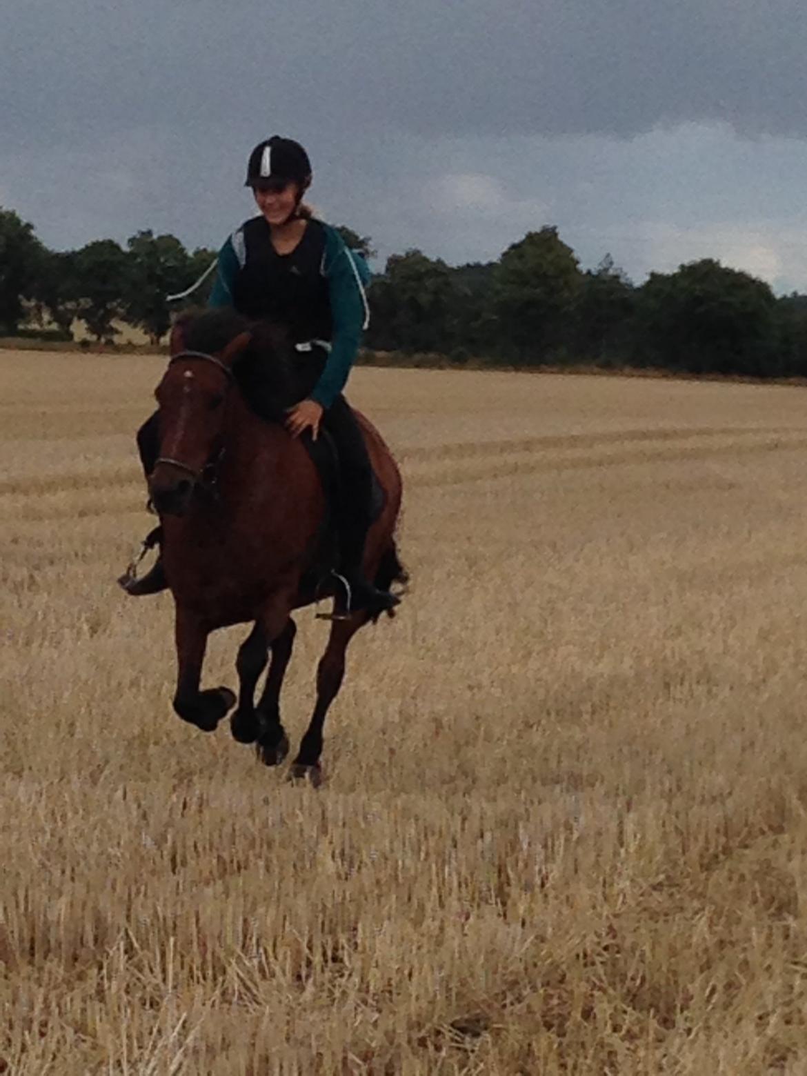 Islænder Freyja - Vi elsker begge stubmarker billede 3