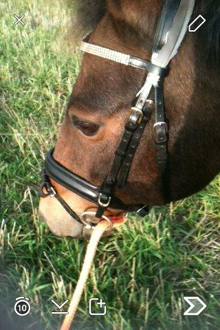 New Forest Holsdams Martiin - På vej ud at longerer  billede 16