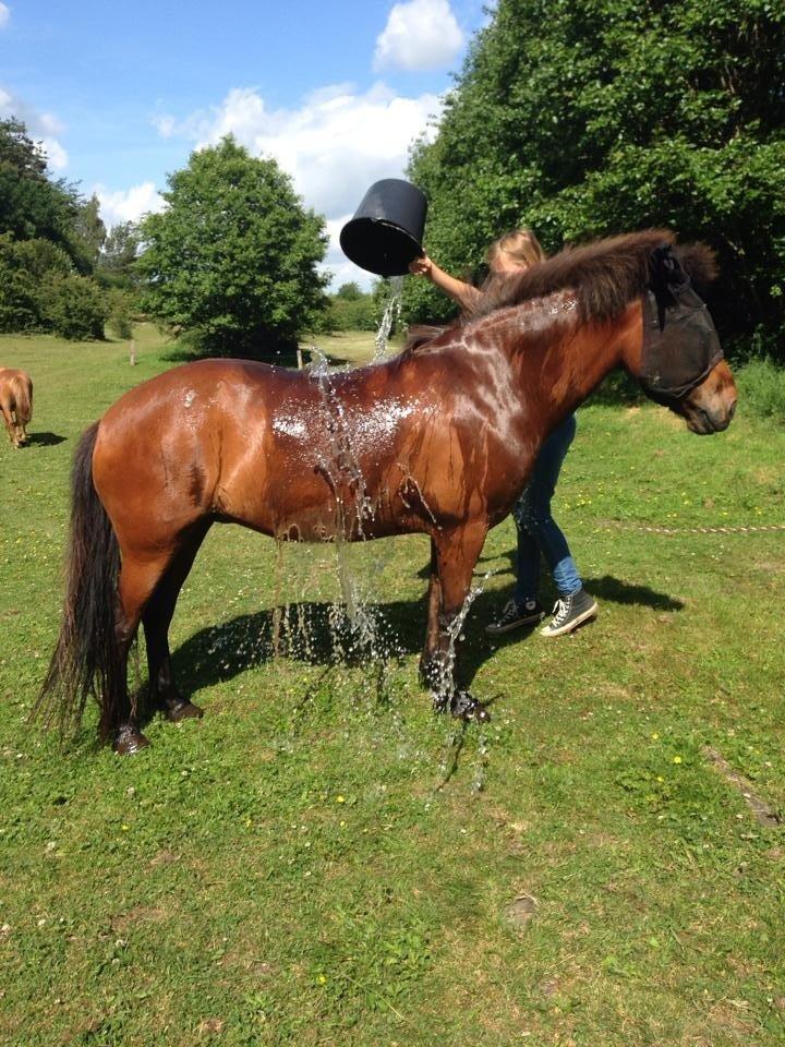 Islænder Freyja - Freyja elsker at blive vasket efter en ridetur om sommeren billede 4