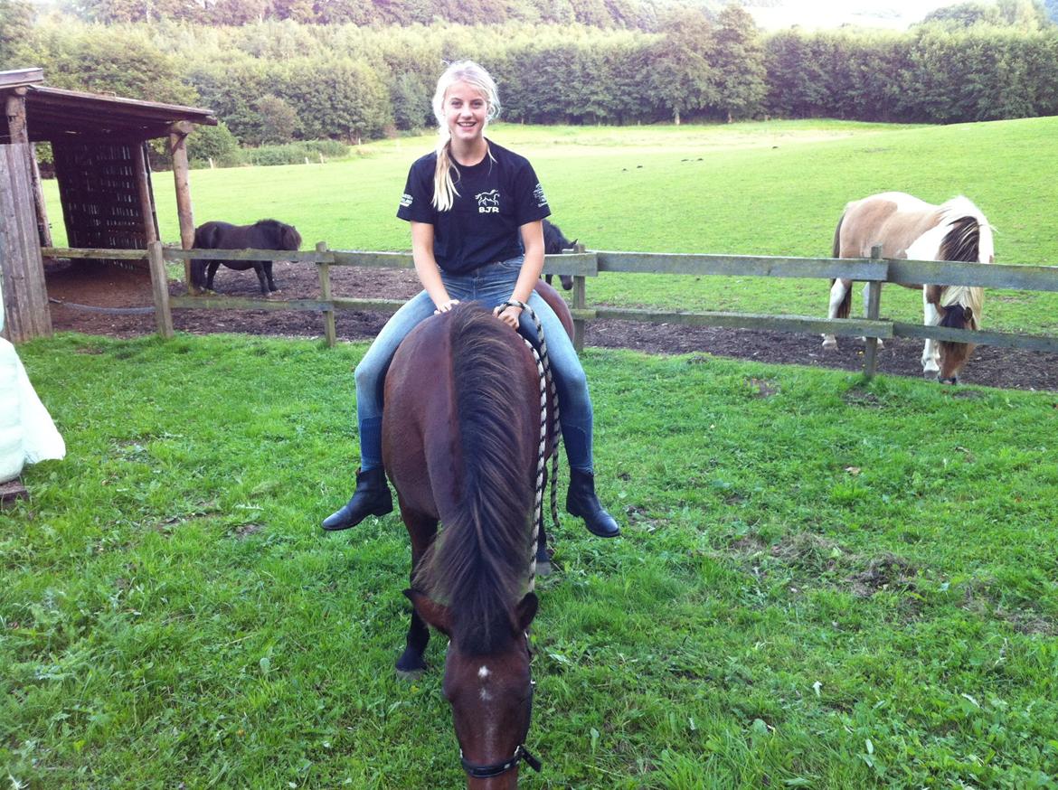 Islænder Freyja - Hygge billede 5