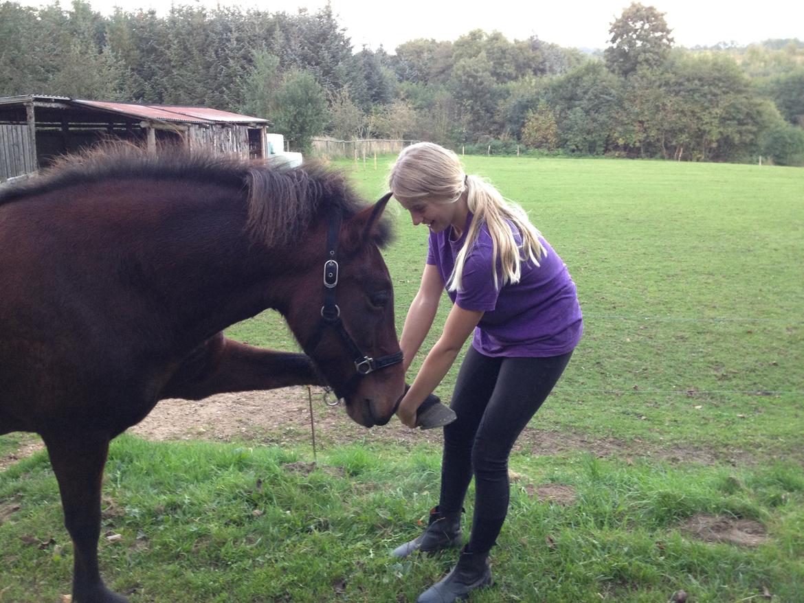 Islænder Freyja - Tricks kan vi også billede 6