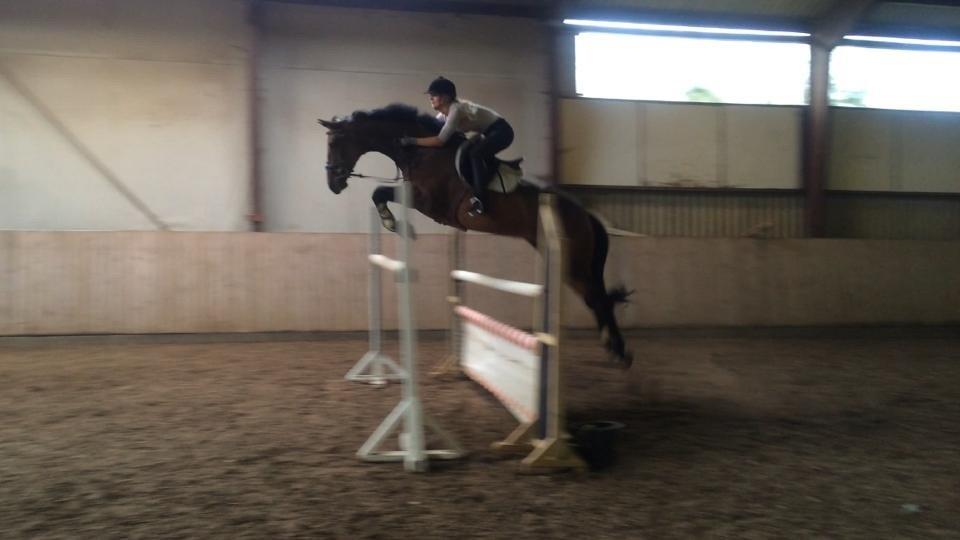 Hollandsk Varmblod C.ALBA R19 - SOLGT billede 7