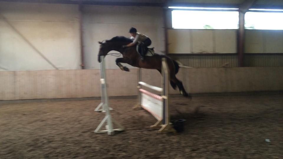 Hollandsk Varmblod C.ALBA R19 - SOLGT billede 5