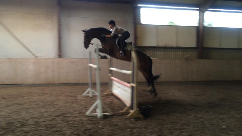 Hollandsk Varmblod C.ALBA R19 - SOLGT billede 13