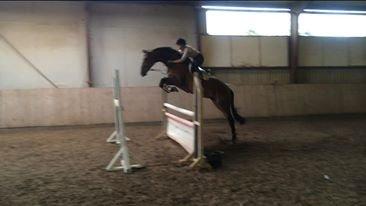 Hollandsk Varmblod C.ALBA R19 - SOLGT billede 11