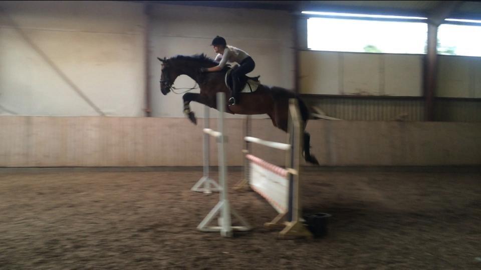 Hollandsk Varmblod C.ALBA R19 - SOLGT billede 16