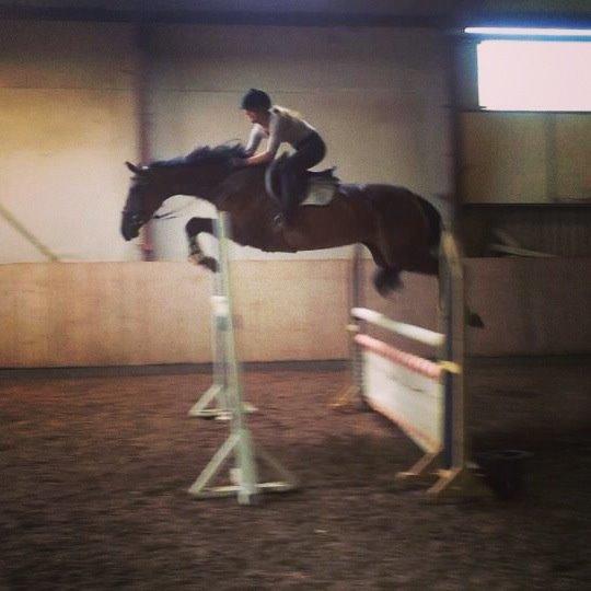 Hollandsk Varmblod C.ALBA R19 - SOLGT - Stjernen <3 billede 2