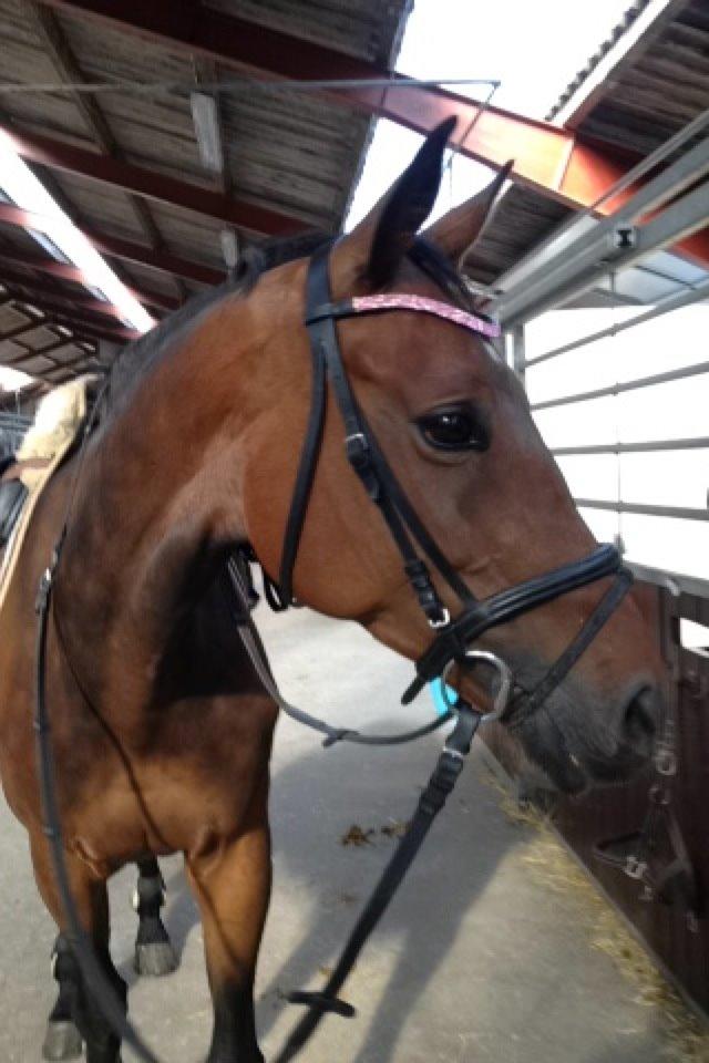 Hollandsk Varmblod C.ALBA R19 - SOLGT billede 6