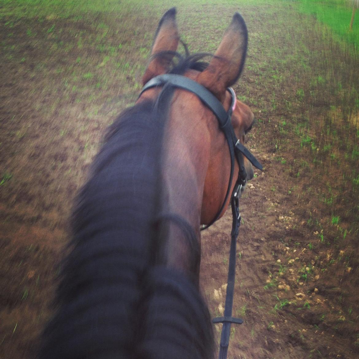 Hollandsk Varmblod C.ALBA R19 - SOLGT - Første springtur i HRV billede 8