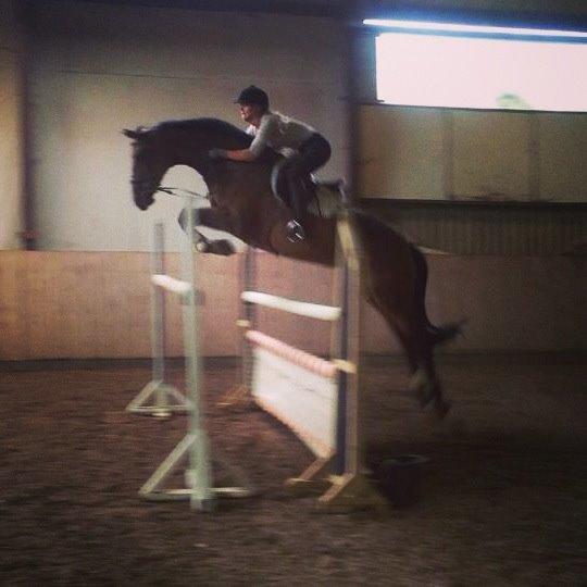 Hollandsk Varmblod C.ALBA R19 - SOLGT billede 9