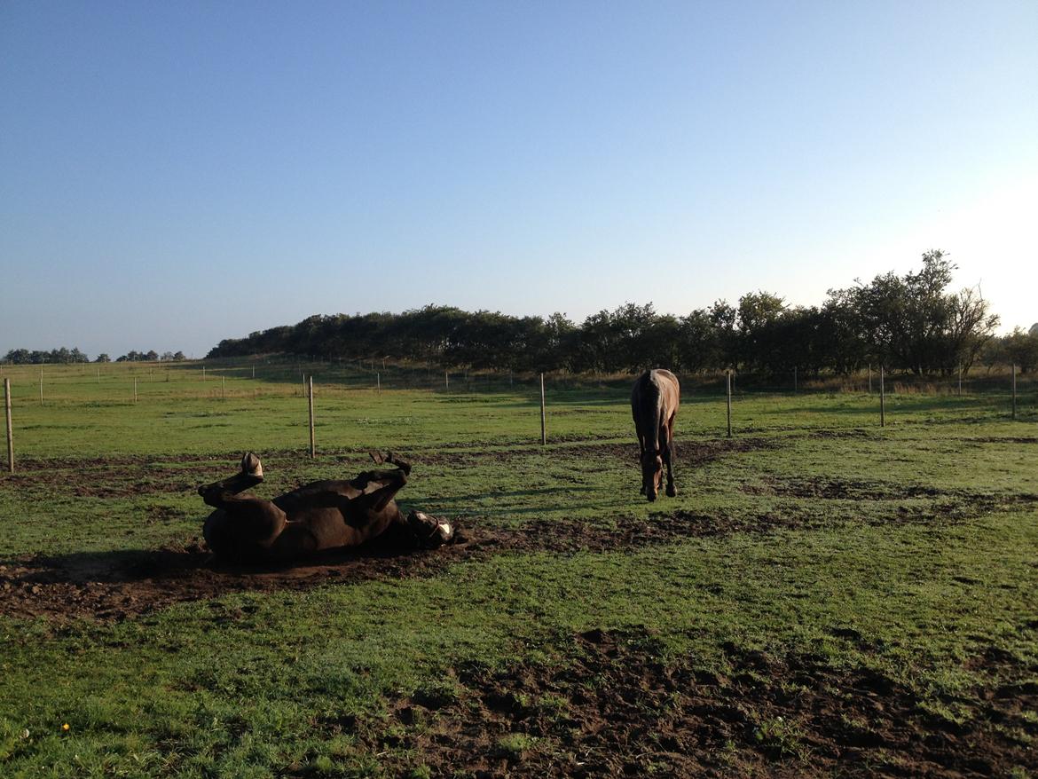 Hollandsk Varmblod C.ALBA R19 - SOLGT - Alba og Lotte på fold sammen billede 10