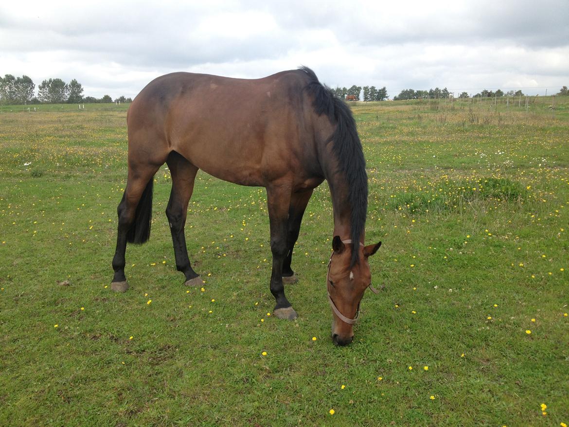 Hollandsk Varmblod C.ALBA R19 - SOLGT billede 20