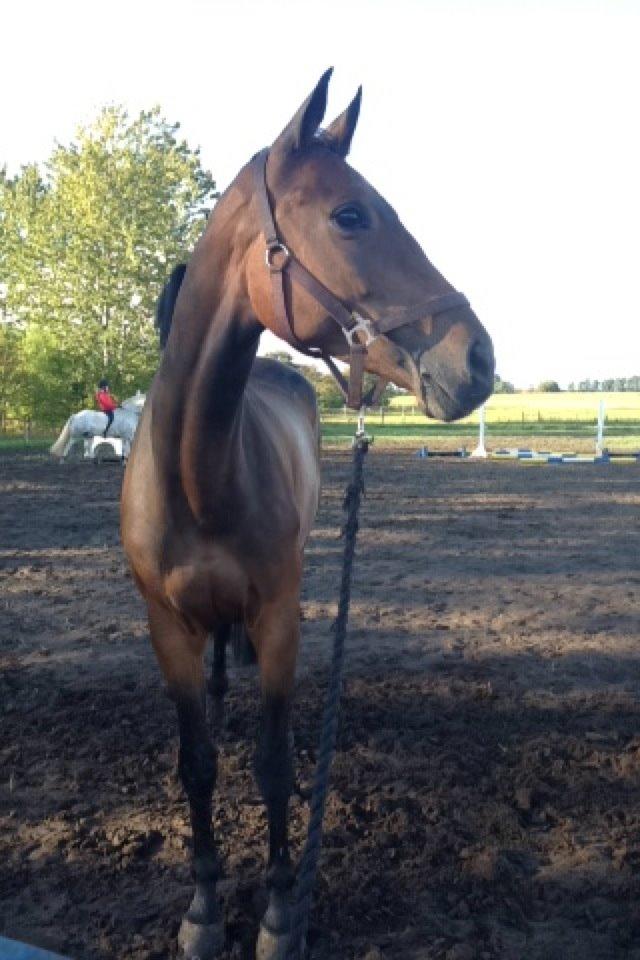 Hollandsk Varmblod C.ALBA R19 - SOLGT billede 12