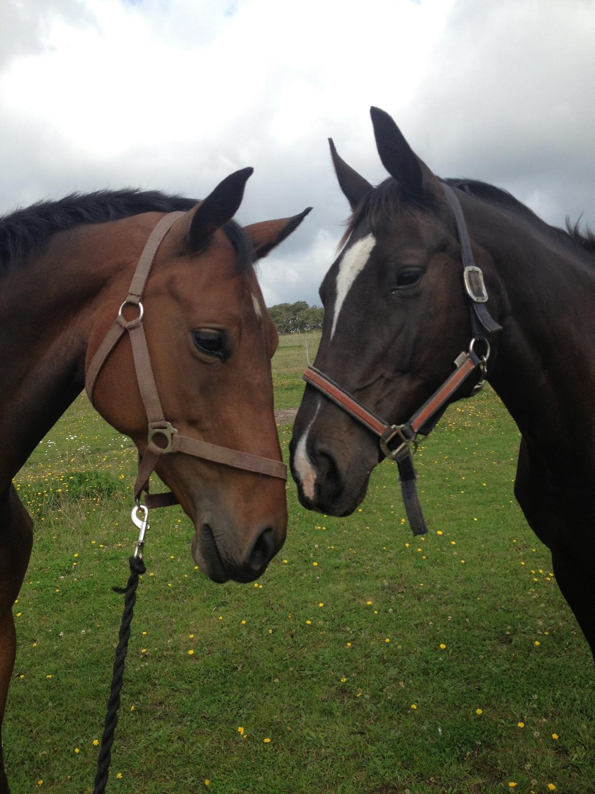 Hollandsk Varmblod C.ALBA R19 - SOLGT billede 15