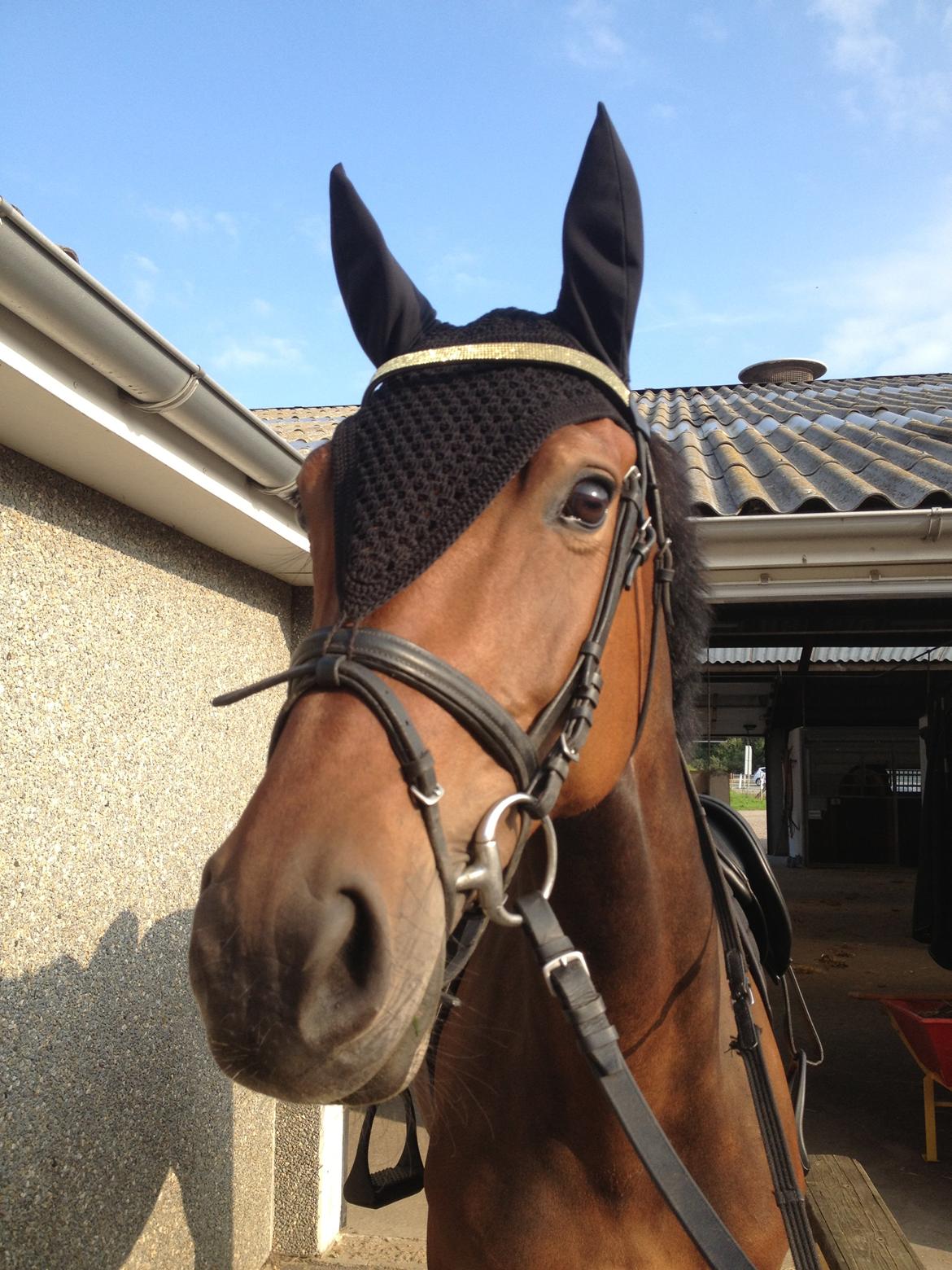 Hollandsk Varmblod C.ALBA R19 - SOLGT billede 18