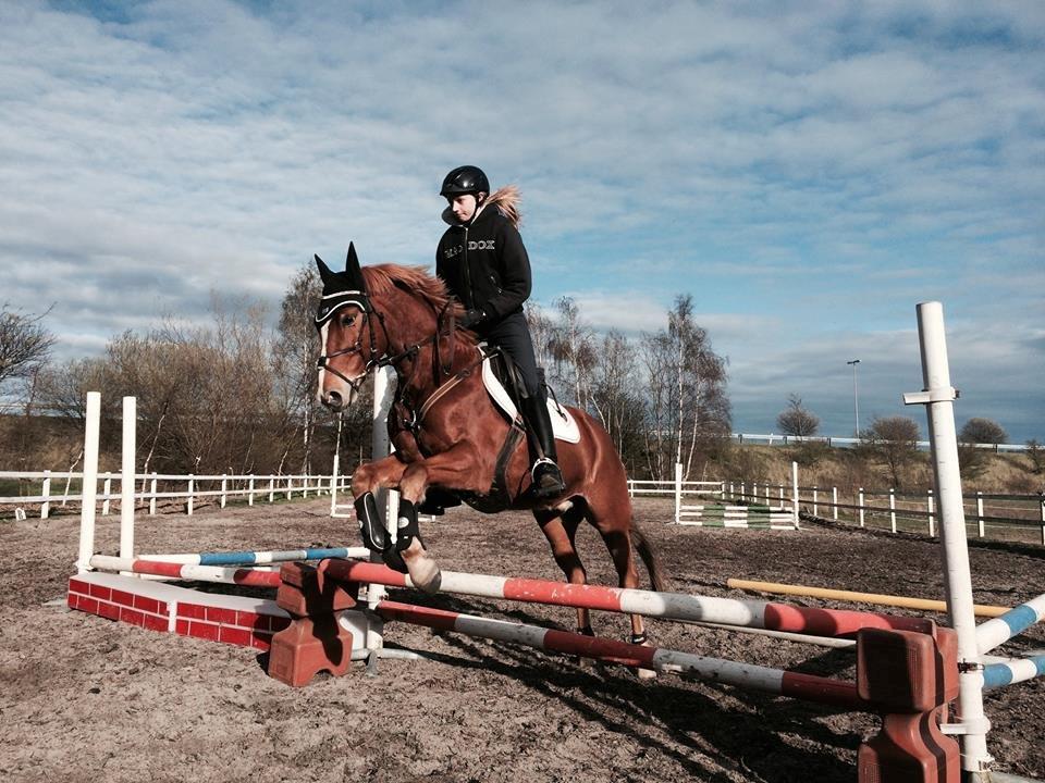 Tysk Sportspony Firfod Finn Fodslaw (Himmelhest) billede 17