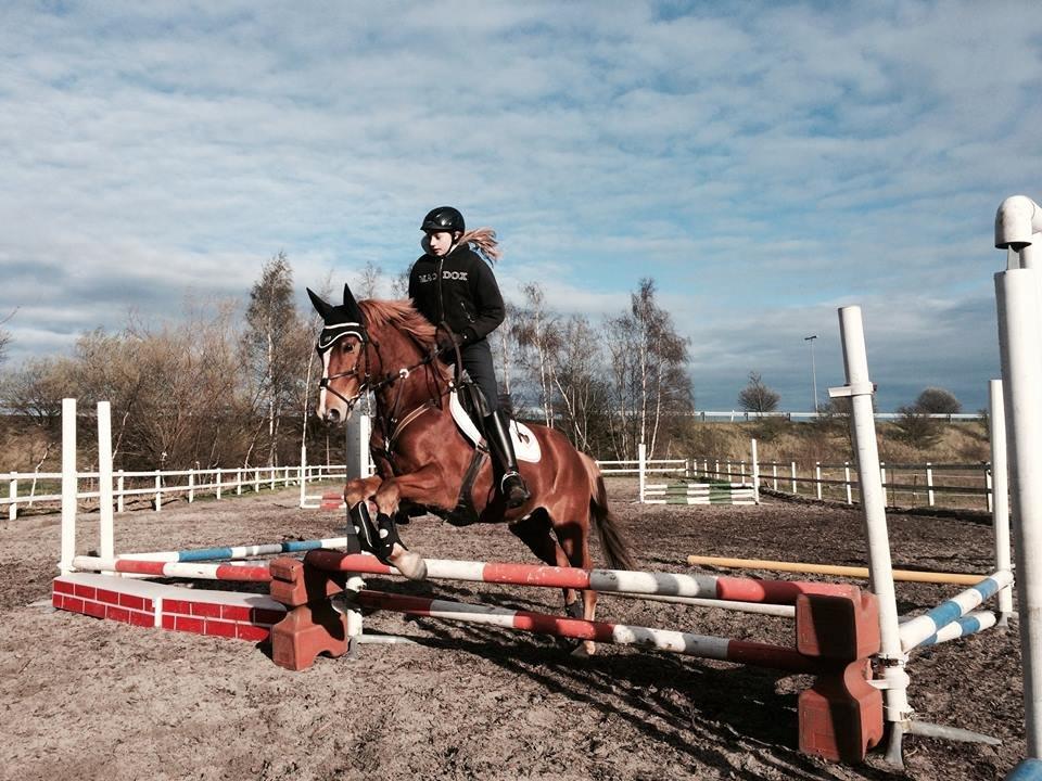 Tysk Sportspony Firfod Finn Fodslaw (Himmelhest) billede 18