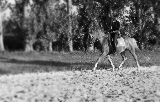 Tysk Sportspony Firfod Finn Fodslaw (Himmelhest) billede 4