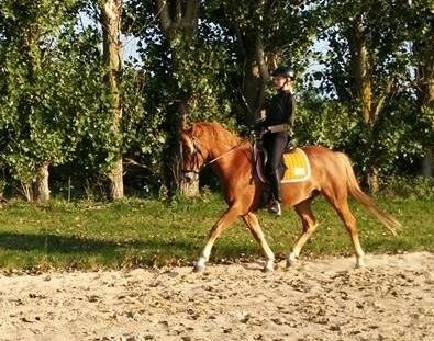 Tysk Sportspony Firfod Finn Fodslaw (Himmelhest) billede 3