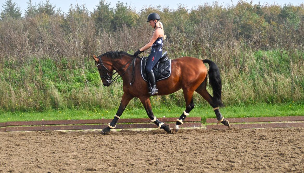 Anden særlig race Hanuzka - ”Never fight your horse... Use its strengths instead, it will bring you further!” billede 32