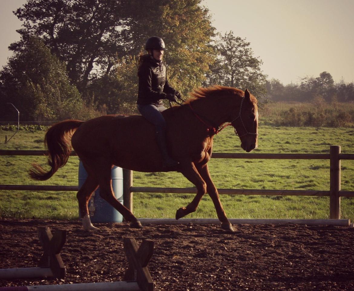 Hannoveraner Whisper billede 7