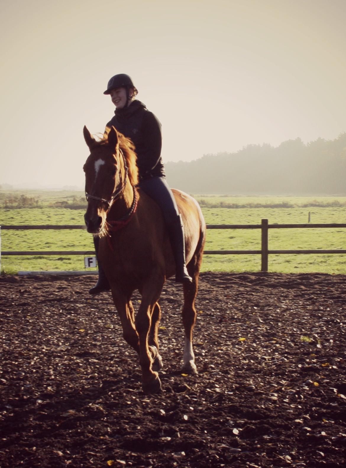 Hannoveraner Whisper billede 16