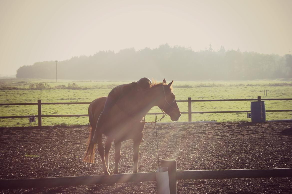 Hannoveraner Whisper billede 18