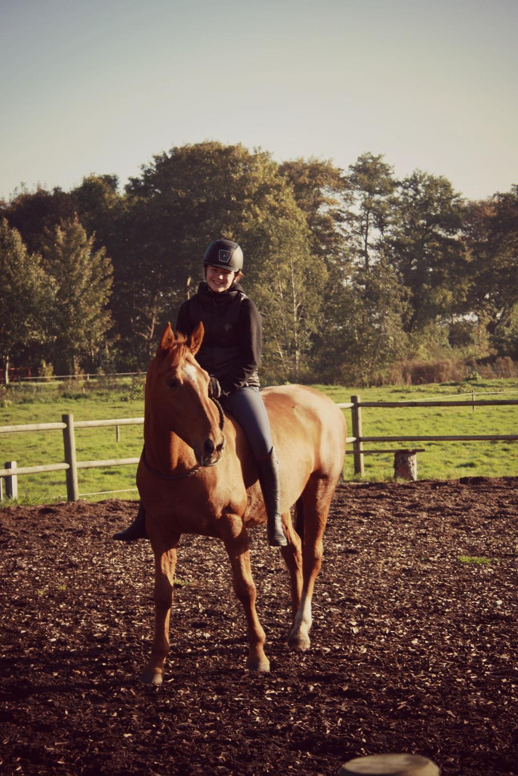 Hannoveraner Whisper billede 1