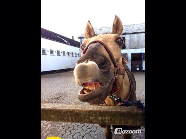 New Forest Balasjow billede 2