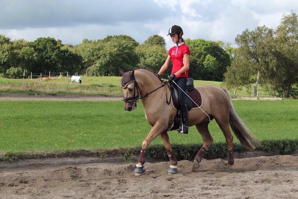 New Forest Balasjow billede 5