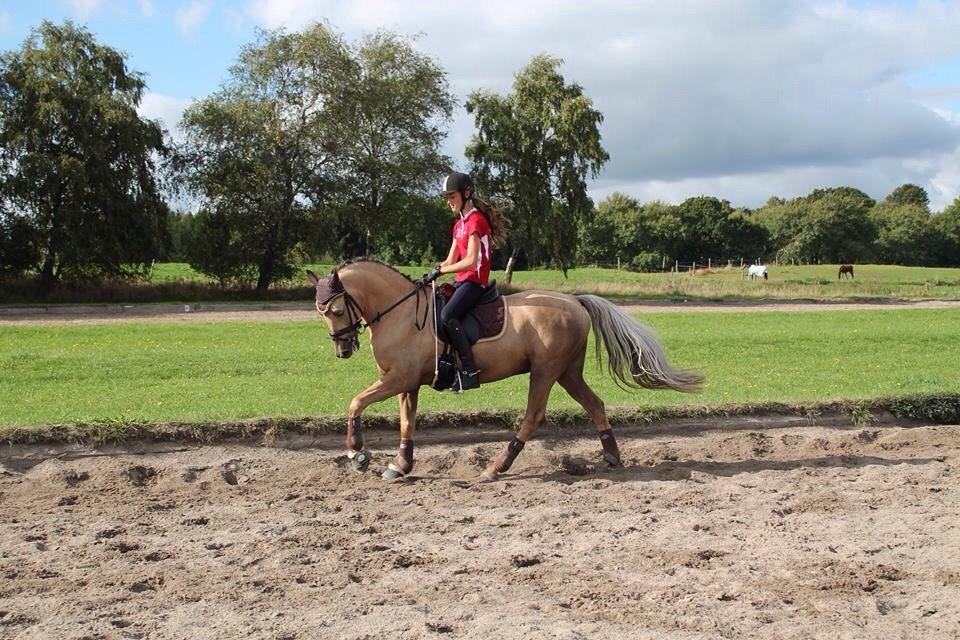 New Forest Balasjow billede 6