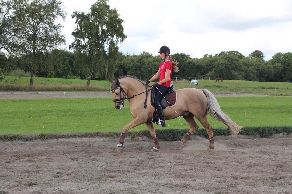 New Forest Balasjow billede 7