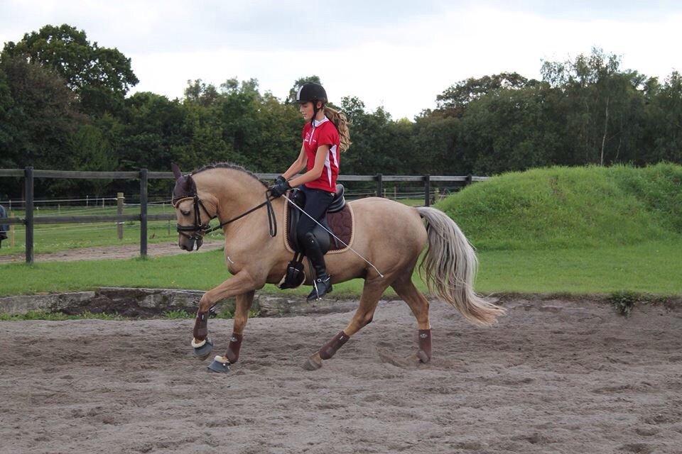 New Forest Balasjow billede 8