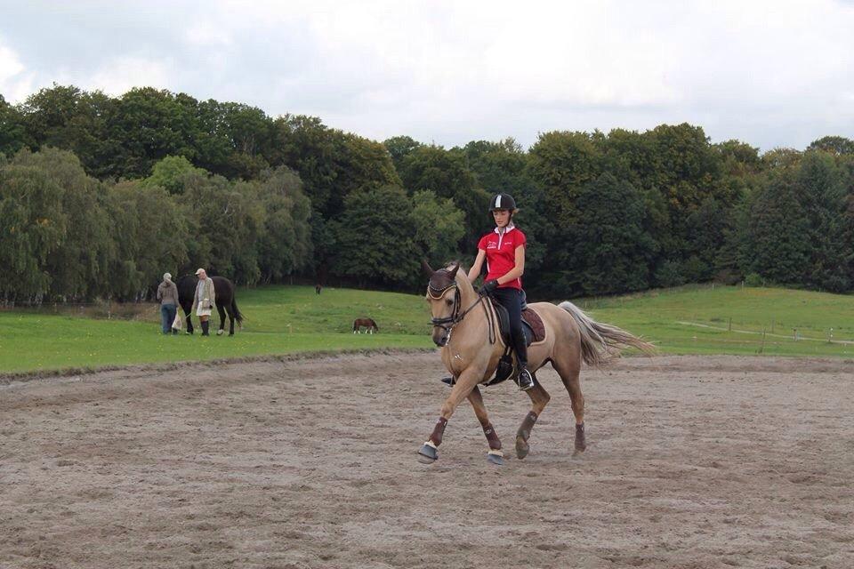 New Forest Balasjow billede 9