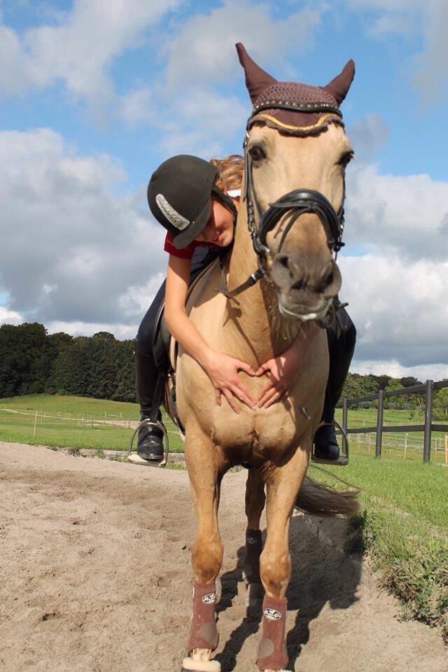 New Forest Balasjow billede 11