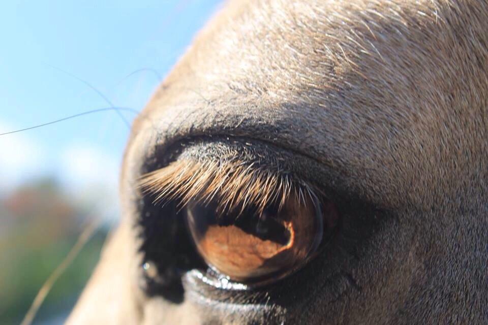 New Forest Balasjow billede 13