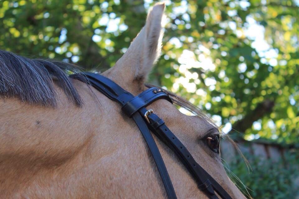 New Forest Balasjow billede 14