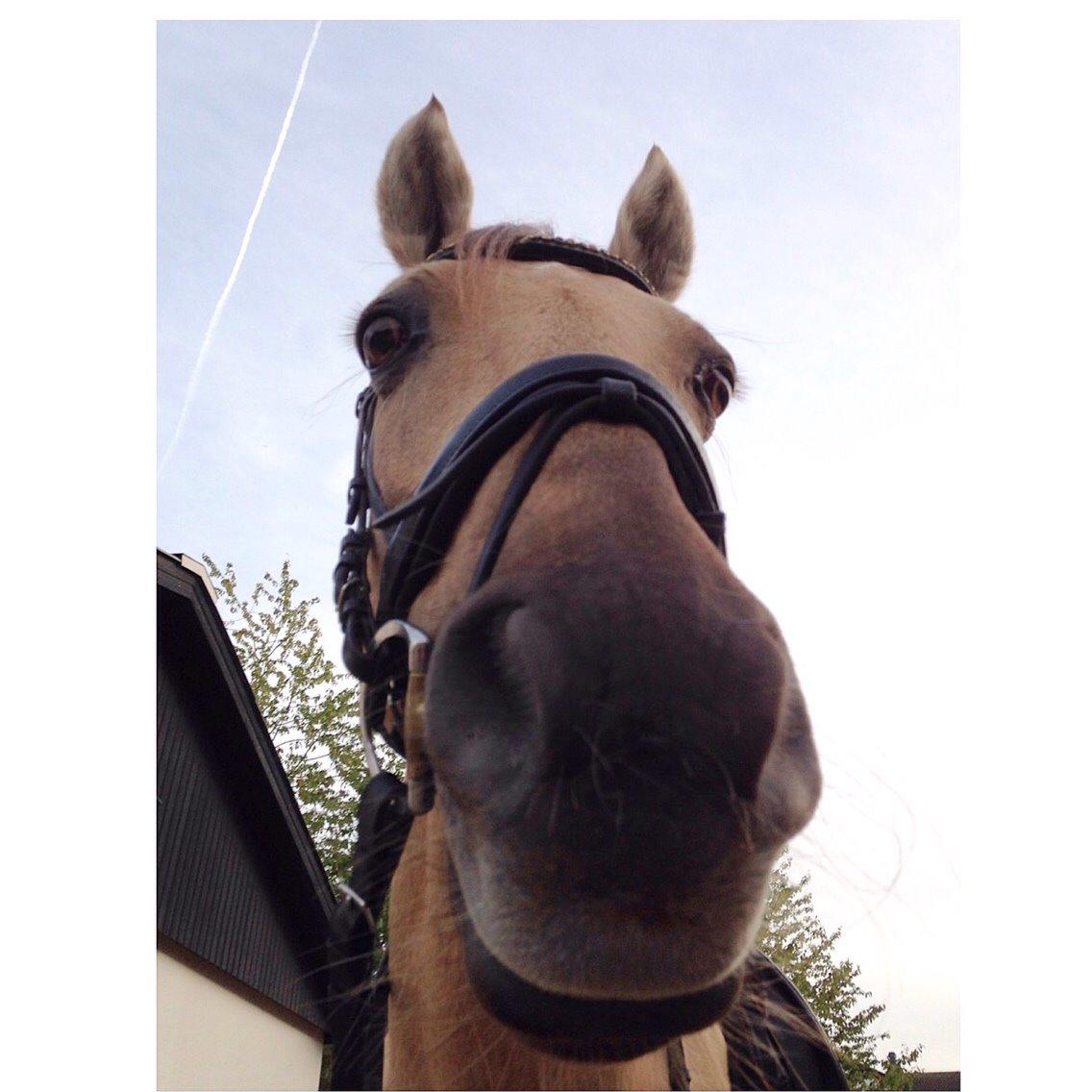 New Forest Balasjow billede 15