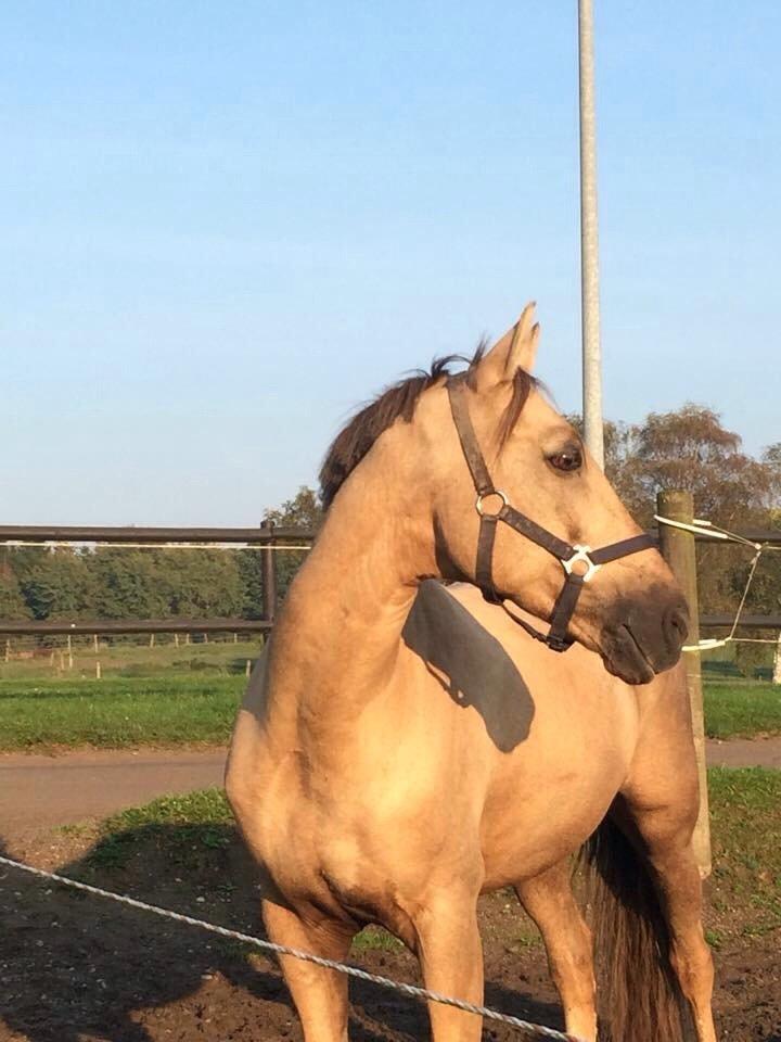 New Forest Balasjow billede 16