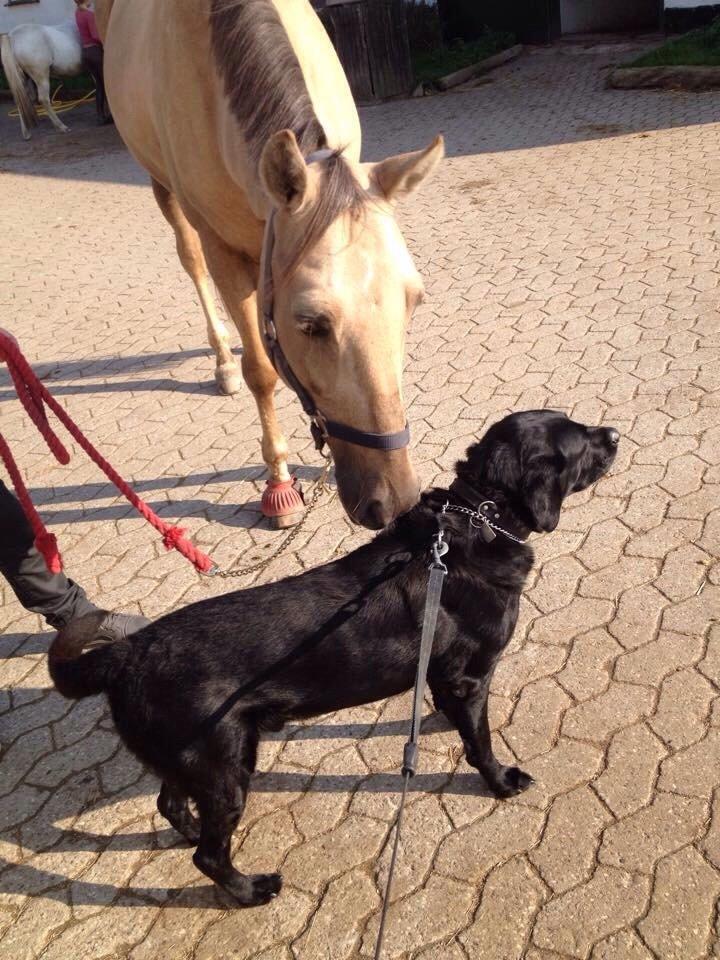 New Forest Balasjow billede 17