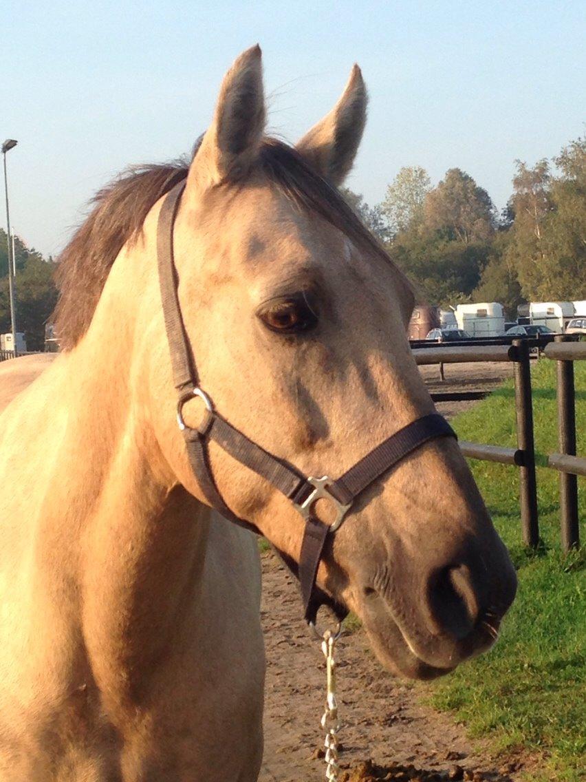 New Forest Balasjow billede 19