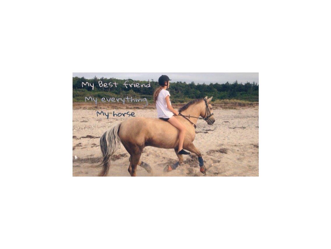 New Forest Balasjow billede 3